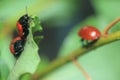 Beetle Chrysomela populi Royalty Free Stock Photo