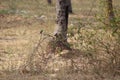 couple of cinnamon throated bee eaters perched on a dried tree in the noon time looking towards their right keenly