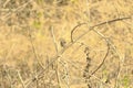 couple of cinnamon throated bee eaters perched on a dried tree in the noon time looking towards their right keenly