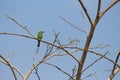 couple of cinnamon throated bee eaters perched on a dried tree in the noon time looking towards their right keenly