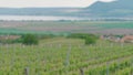 Couple clinking glasses of white wine together on vineyard