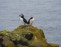 Couple of close up Atlantic puffins Fratercula arctica standing on rock of Latrabjarg bird cliffs, white flowers, blue Royalty Free Stock Photo