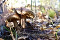 A couple of closely growing boletus. In the forest, near the tree, surrounded by a layer of fallen leaves and branches
