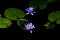 A couple of closeup blue purple water lily is floating Royalty Free Stock Photo