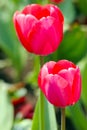 Couple of Closeup pink tulips in the garden