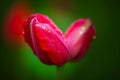 Closeup red tulip in the garden Royalty Free Stock Photo