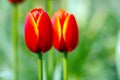 A couple of red tulips in the garden