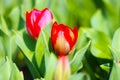 Couple of Closeup red tulips in blossom