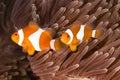 Clown Anemonefish Amphiprion ocellaris Royalty Free Stock Photo