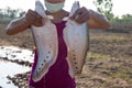 A couple of clown or spotted knifefish just captured in north east of Thailand, Asia Royalty Free Stock Photo