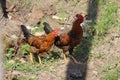 Couple of cocks roaming around the field looking for insects and grains inside the soil. These country chicken are grown for food