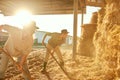 Couple collect hay in bale with pitchforks on farm