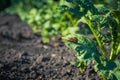 A couple of Colorado beetles reproduce on a potato leaf against the background of other plants Royalty Free Stock Photo