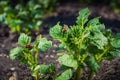 A couple of Colorado beetles reproduce on a potato leaf against the background of other plants Royalty Free Stock Photo