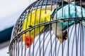 Couple of colorful love birds make a same move on black iron cage Royalty Free Stock Photo