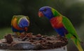 a couple of colorful parrots eating from a birdfeeder Royalty Free Stock Photo