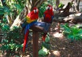 The couple of colorful parrots macaws in Xcaret park Mexico