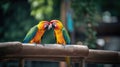 Couple of colorful parrots on a tree branch Royalty Free Stock Photo