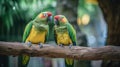 Couple of colorful parrots on a tree branch Royalty Free Stock Photo