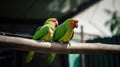 Couple of colorful parrots on a tree branch Royalty Free Stock Photo