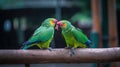 Couple of colorful parrots on a tree branch Royalty Free Stock Photo