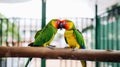 Couple of colorful parrots on a tree branch Royalty Free Stock Photo