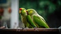 Couple of colorful parrots on a tree branch Royalty Free Stock Photo