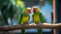 Couple of colorful parrots on a tree branch Royalty Free Stock Photo