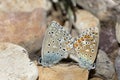 Couple of Common blue butterflies copulating in spring. Royalty Free Stock Photo