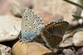 Couple of Common blue butterflies copulating in spring. Royalty Free Stock Photo