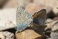 Couple of Common blue butterflies copulating in spring. Royalty Free Stock Photo