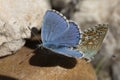 Couple of Common blue butterflies copulating in spring. Royalty Free Stock Photo