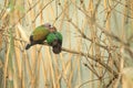 Common emerald dove