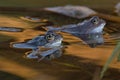 Couple of common frogs during mating season. Royalty Free Stock Photo