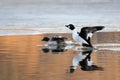 Couple of Common goldeneyes near ice edge in pond in spring