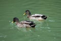 Couple of Common Gray Ducks inside Green Lake Royalty Free Stock Photo