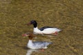 Couple common merganser birds mergus merganser in clear water Royalty Free Stock Photo