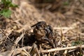 Couple of common toads Bufo bufo mating in reed near water pond. Wild european toads mating season Royalty Free Stock Photo