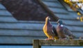 Couple of common wood doves sitting together on a wooden beam, common pigeons of europe