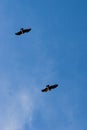 Couple of condors flying Royalty Free Stock Photo