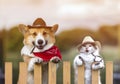 Couple corgi dog and fluffy a cat in cowboy hats looks out from behind a fence in a rural ranch