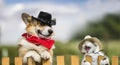 Couple corgi dog and fluffy a cat in cowboy hats looks out from behind a fence on a rural ranch