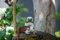 Couple of cotton-top tamarin (Saguinus oedipus) in a zoo