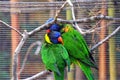 Couple Courting Lorikeets Royalty Free Stock Photo