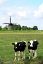 Couple of cows in dutch landscapes with mill Royalty Free Stock Photo