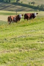 couple cows in meadow landscape Royalty Free Stock Photo