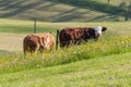couple cows in meadow landscape Royalty Free Stock Photo