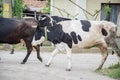 Cows walking down the street of a village, cars and houses in the background, small village of Bulgaria Royalty Free Stock Photo