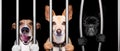 Dogs behind bars in jail prison Royalty Free Stock Photo