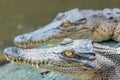 Couple of crocodiles sitting on the rock in the pond at the mini zoo crocodile farm